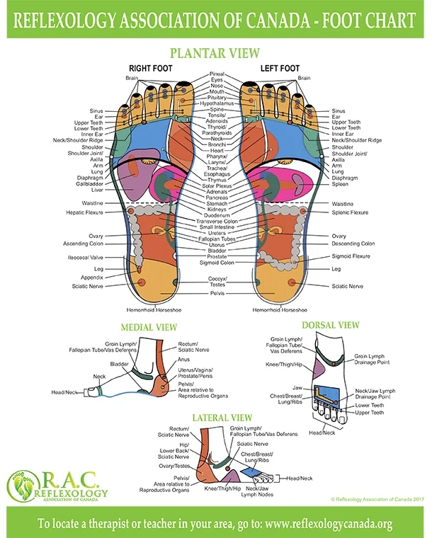 Chiropractic Calgary NW Reflexology poster